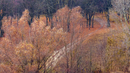 Colorful trees in the autumn forest, road in the forest