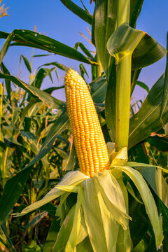 corn on the stalk