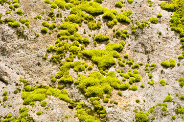 Green moss on the rock