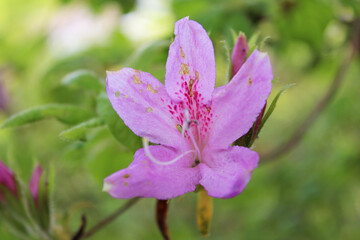 Purple Splender Azaleas at Kyoto, Japan