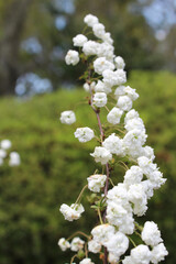 Small white flowers in springtime