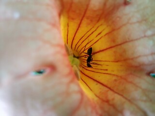 macro of a fly