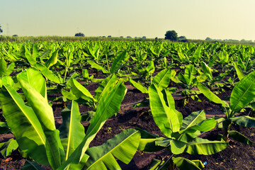 Growing Banana (musa) crop at morning with drip irrigation. Beautiful agricultural background. Banana plantation. Planting at field of India.