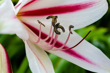 Reproductive System Of A Crinum Latifolium