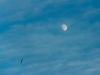 Moon and bird