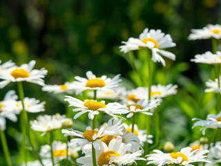 Beautiful white daisy flowers in sunny day