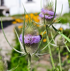 bumblebee on a flower,  wild teasel, fuller's teasel, Dipsacus fullonum