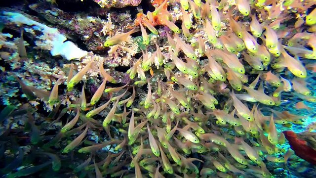 Small yellow fish background. A close-up view of fish herd at the reef bottom