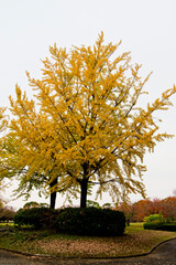 The leaves of the ginkgo tree are yellow.