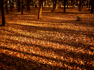 The shadow of the long tree in autumn