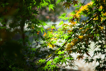 Colored leaves of early autumn