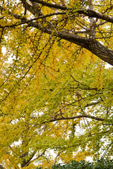 The leaves of the ginkgo tree are yellow.