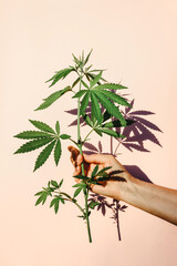 Trendy sunlight hand with bush of marijuana, hemp on the background of a pink wall. Medical cannabis concept Minimalism