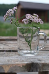 Yarrow inflorescences in a glass beaker on an old workbench against the background of summer cottages