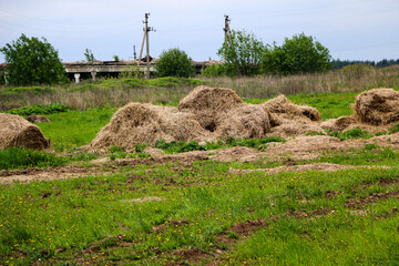 .golden rolls of hay, stacked in  pyramid, lie at  edge of the field. Autumn harvesting of hay, in...