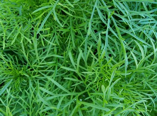 green grass texture