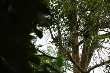 Natural photos flowers