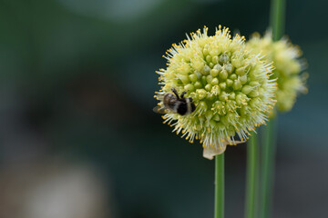 A bumblebee collects nectar from a green onion flower at sunset