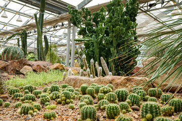 succulent cactus plants greenhouse, park, desert flowers, needles