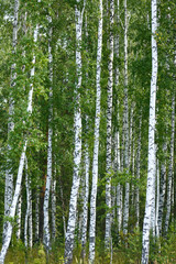 Background. Forest landscape. Birch grove on a summer day.