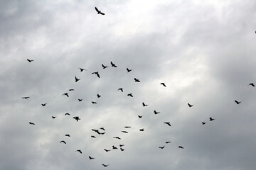 some birds flying in white sky