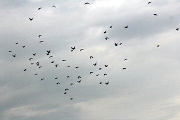 some birds flying in white sky