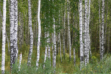 Background. Forest landscape. Birch grove on a summer day.