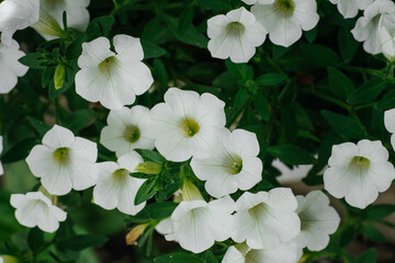 Colorful and bright blooming Petunia flowers (Petunia hybrida). Flowers for hanging planters. Garden flowers. Gardening. Beautiful flowers in summer. Floriculture