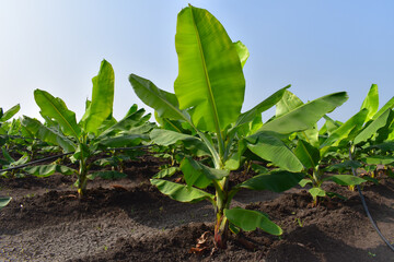 Growing Banana (musa) crop at morning. Beautiful agricultural background. Banana plantation. Planting at field of India.