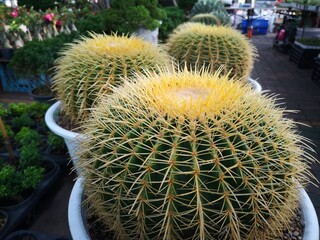 Cactus tree green trunk has sharp spikes around blooming in Plastic pots