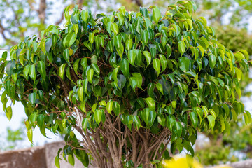 Weeping Fig Tree, aka  the Benji Tree, green leafs plant over blurry background