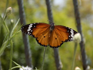butterfly on a flower