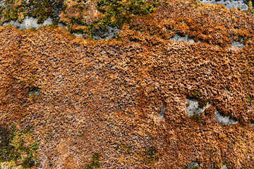 dry moss on the rock.