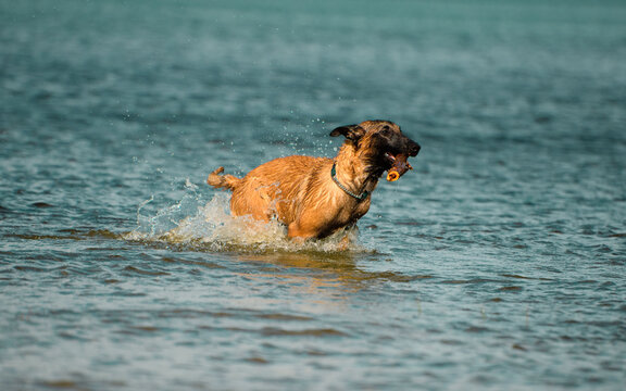 The Malinois Dog, Six Month Old, With The Wooden Stick In Its Mouth Is Landing In The Water During The Jump.