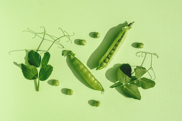 Trendy Sunlight Pattern made from pods of green peas on a green background. Minimalistic composition. Monochrome