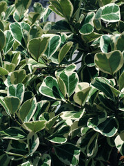 Mistletoe fig or Mistletoe rubber plant (Ficus deltoidea), heart shaped leaf