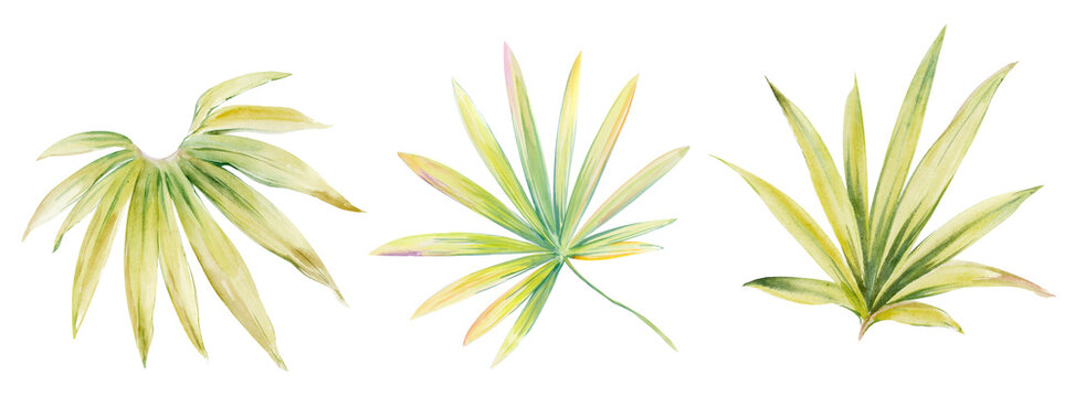 Watercolor illustration of leaves.Manual composition.Design for cover, fabric, textile, wrapping paper . © lin