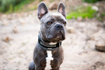 French Bulldog looks attentively