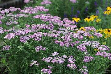 ノコギリソウのピンク色の花