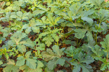 Orka, ladyfinger plant growing in field, orka plant © Virender Singh