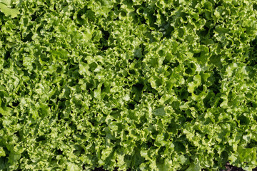 Fototapeta na wymiar Fresh green salad background. Green leaves Lactuca sativa, in the garden bed. View from above