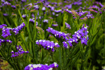 Limonium sinuatum, commonly known as wavyleaf sea lavender, statice, sea lavender