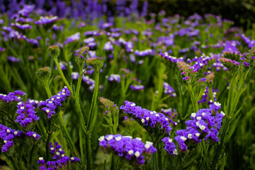 Obraz premium Limonium sinuatum, commonly known as wavyleaf sea lavender, statice, sea lavender