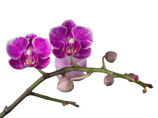 Purple orchid flower blossom isolated on the white background
