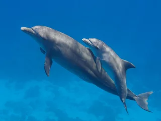 Rolgordijnen Two cute dolphins smimming in the blue ocean over the coral reef, selective focus © vkilikov