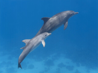 Fototapeta premium Two wild dolphins swimming in the blue tropical sea water