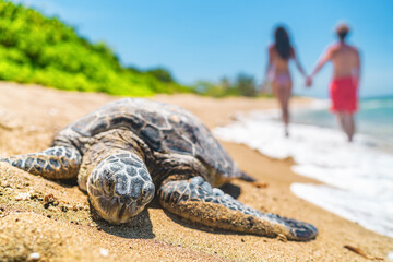 Hawaii sea turtle nesting on beach where tourists walking in background on vacation holiday travel....
