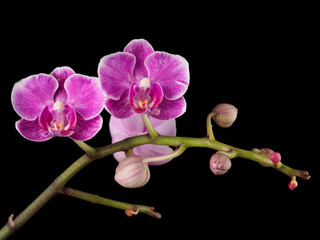 Fototapeta na wymiar Blossom orchid branch isolated on black background, pink and purple flower wallpaper