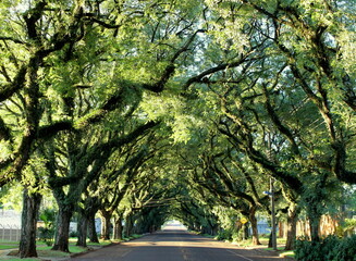 Green Tunnel