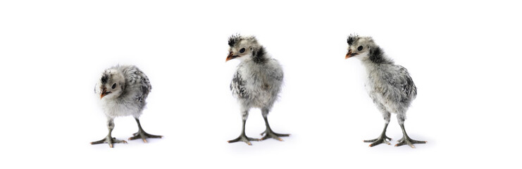 Isolated Cute white gray baby Appenzeller Chicks set on the row on white clear background studio light.